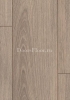 Дуб Кинг-Вильям